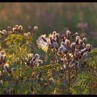 Wiesenblumen im Abendlicht