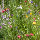 Wiesenblumen im Garten