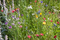 Wiesenblumen im Garten