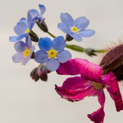 Wiesenblumen im Juni