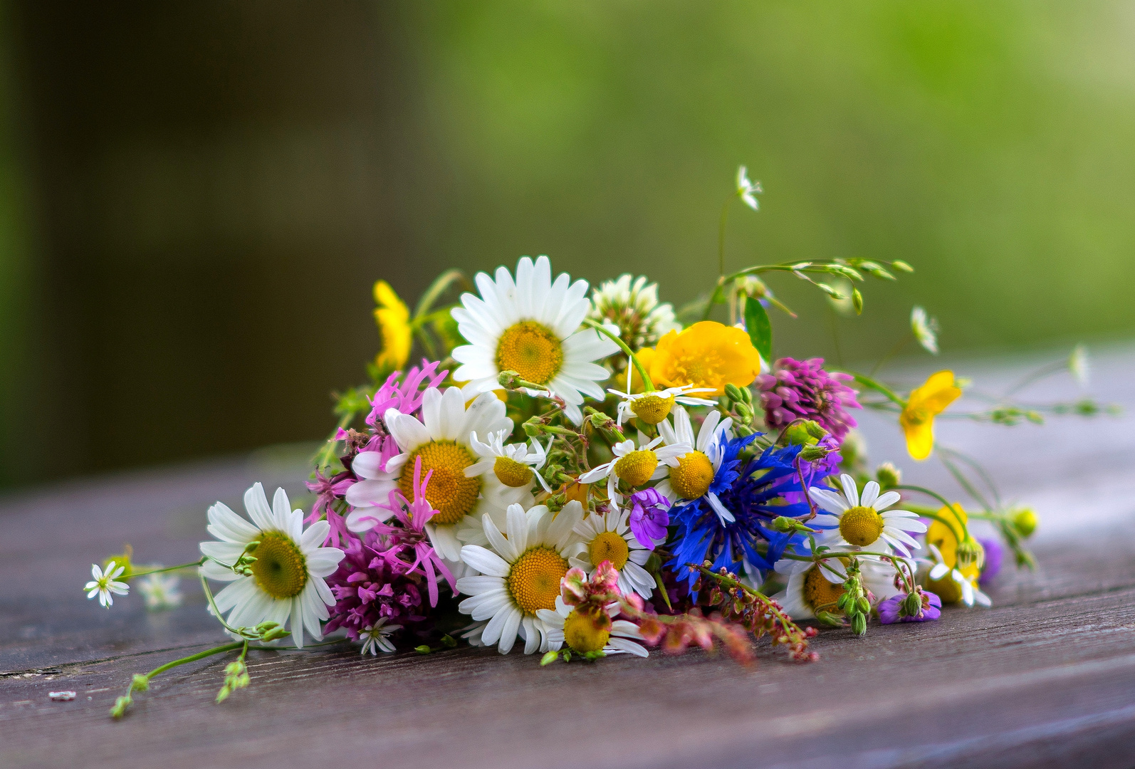 Wiesenblumen im Mai