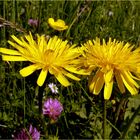 Wiesenblumen im Mai