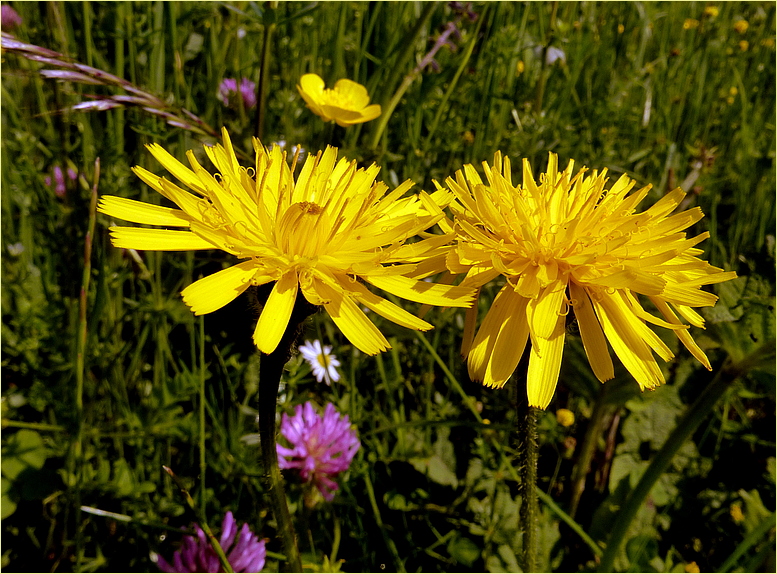 Wiesenblumen im Mai