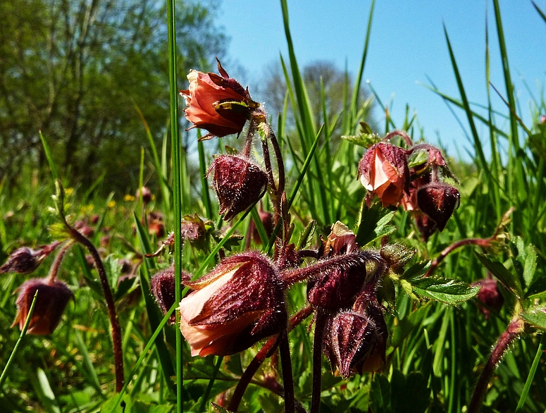 Wiesenblumen im Mai *