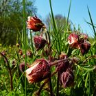 Wiesenblumen im Mai *