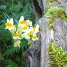 Wiesenblumen im Oktober