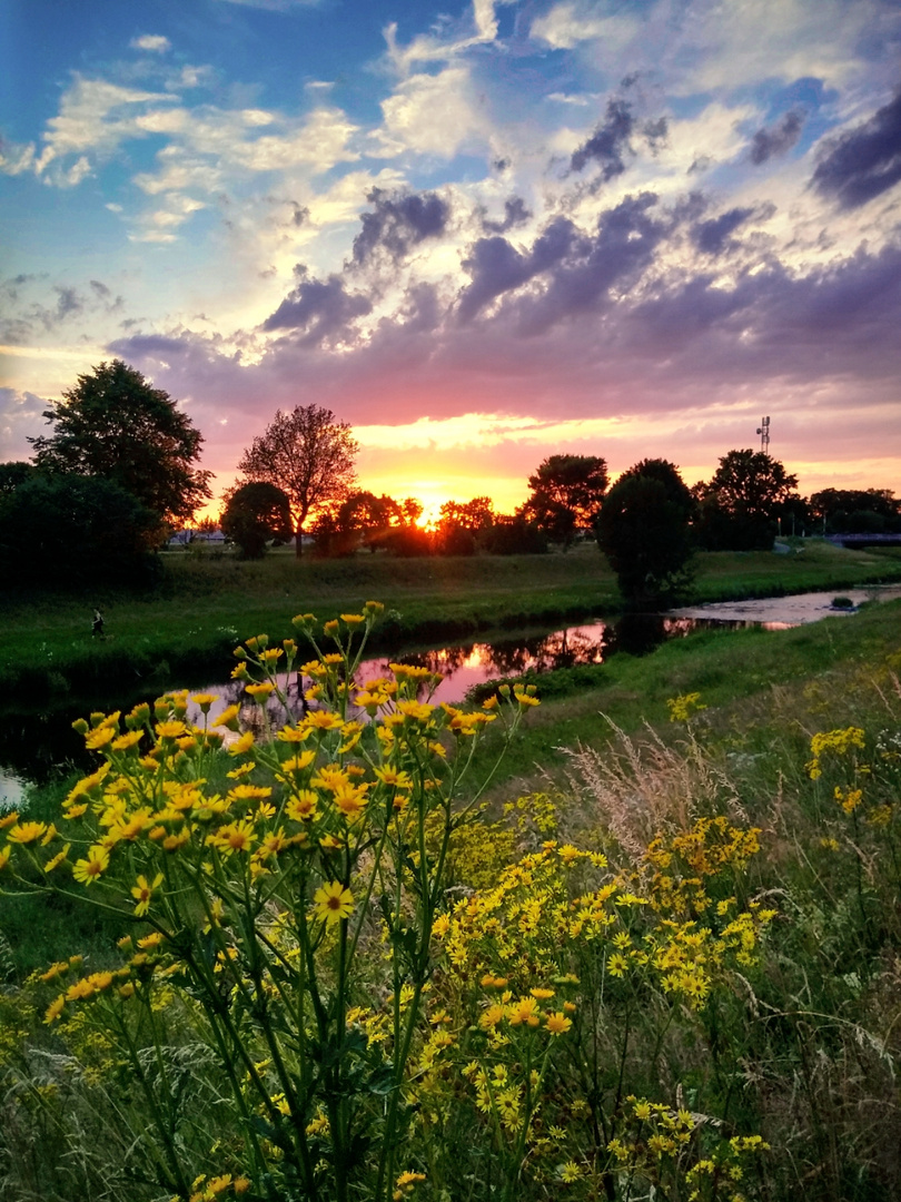 Wiesenblumen im Sonnenuntergang