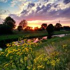 Wiesenblumen im Sonnenuntergang