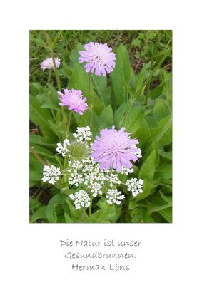 Wiesenblumen mit Zitat