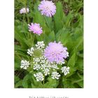 Wiesenblumen mit Zitat