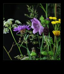 Wiesenblumen-Mix