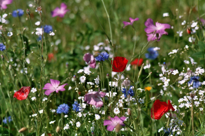 Wiesenblumen vom Nitrophosphat hier nicht verdrängt!