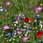 Wiesenblumen vom Nitrophosphat hier nicht verdrängt!