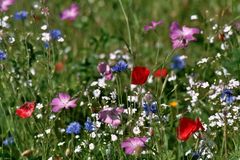 Wiesenblumen vom Nitrophosphat hier nicht verdrängt!
