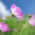 Wiesenblumen vom Winde verweht