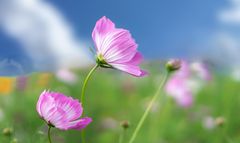 Wiesenblumen vom Winde verweht