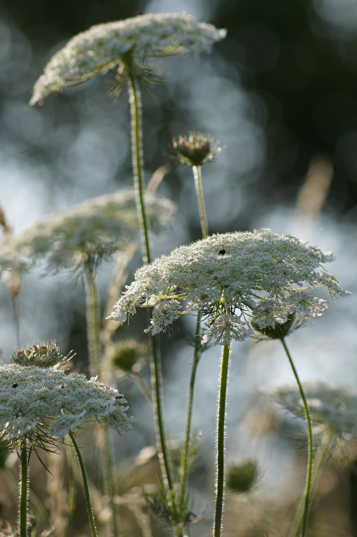 Wiesenblumen weiß