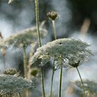 Wiesenblumen weiß