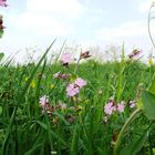 Wiesenblumen-Zeit