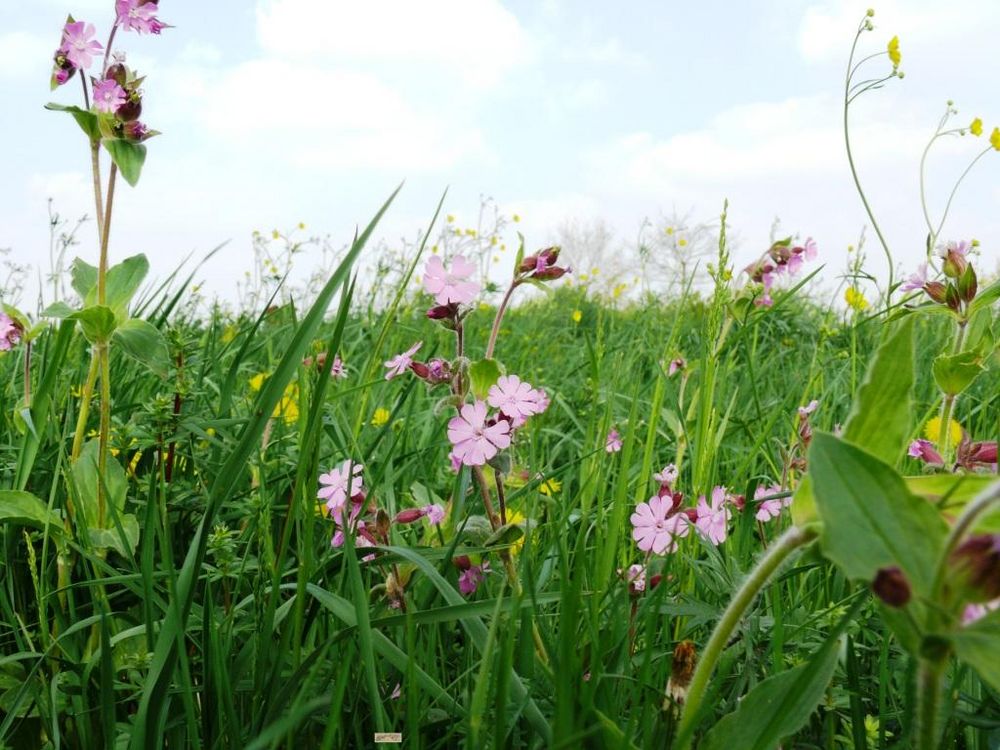 Wiesenblumen-Zeit