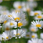 Wiesenblumen zum Wochenende