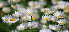 Wiesenblumen zum Wochenende