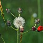 Wiesenblumen1