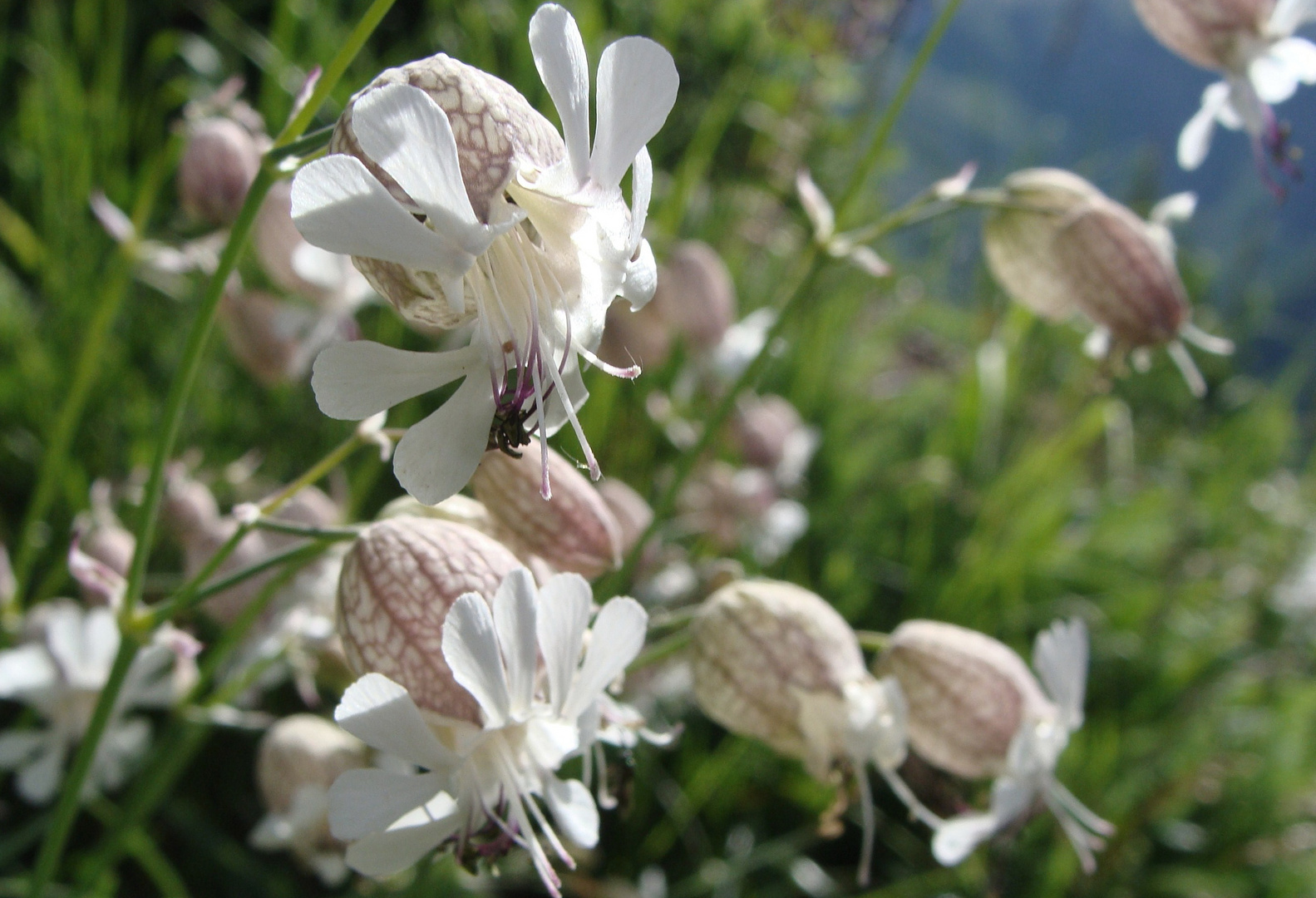 Wiesenblumengrüsse