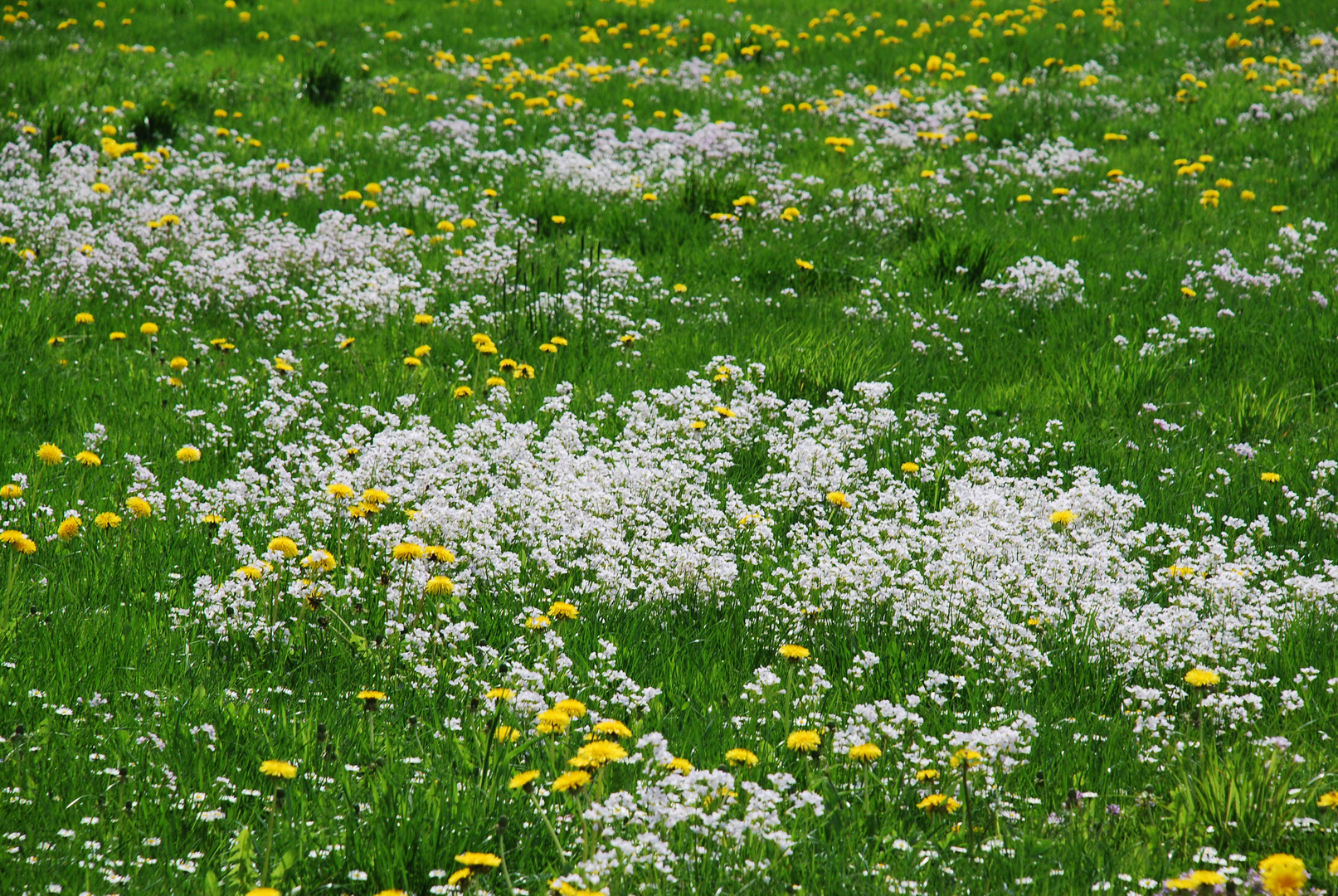 Wiesenblumenlust!