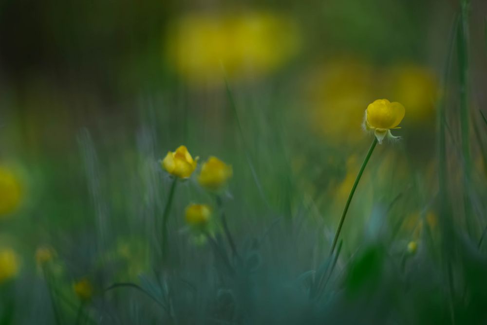 Wiesen.Blumen.Sinfonie