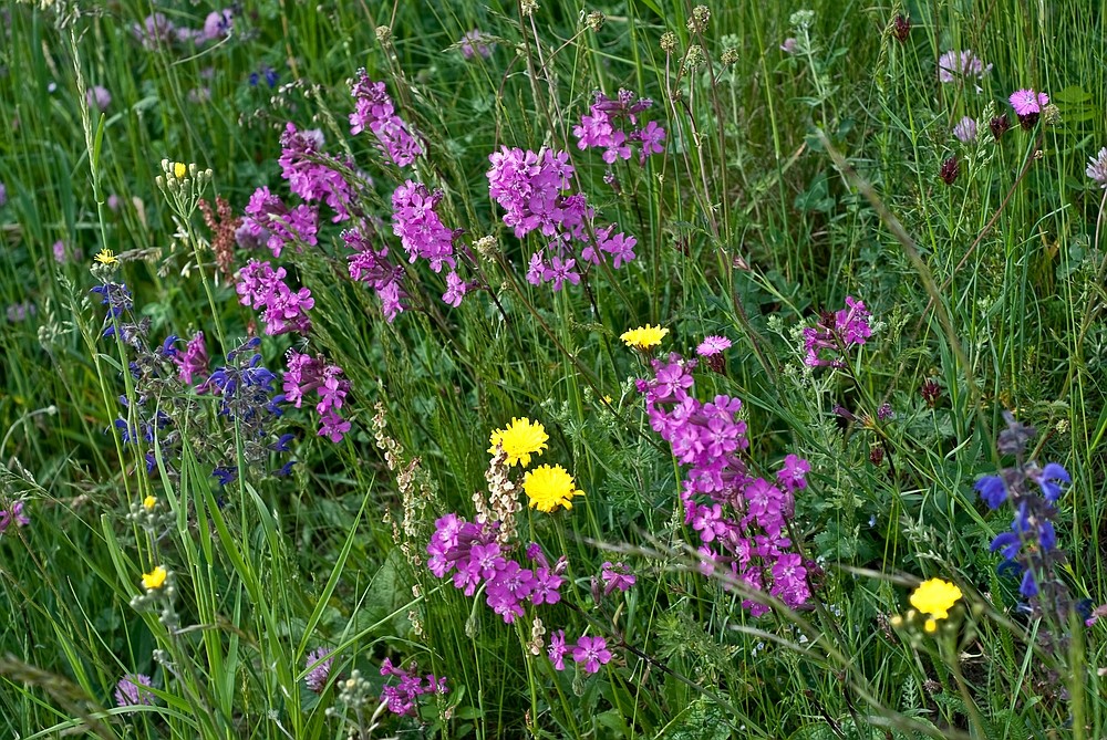 Wiesenblumenstrauss