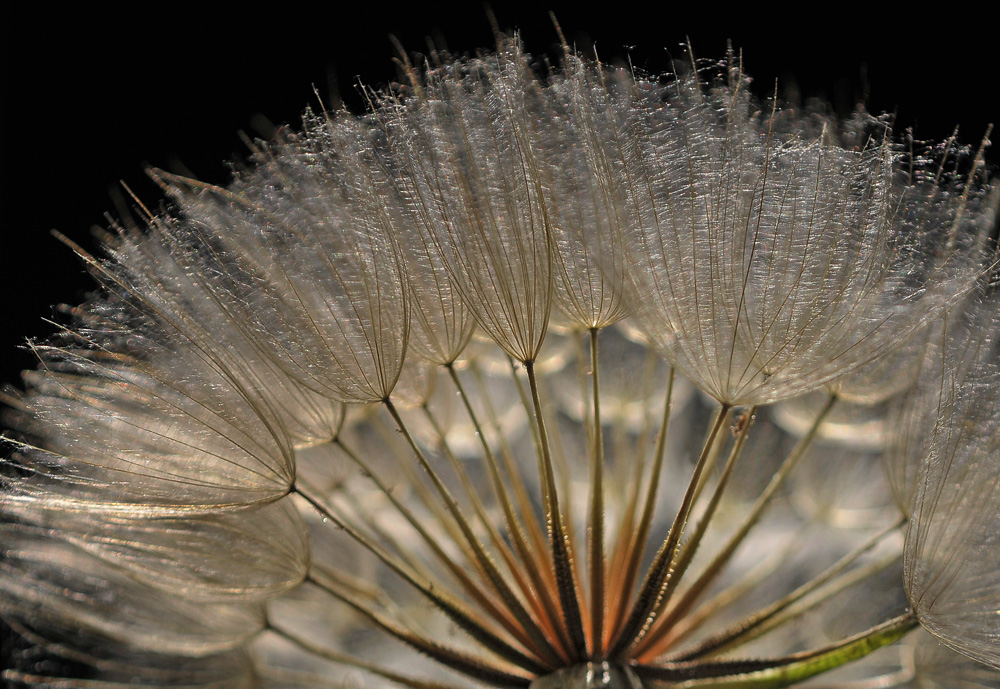 Wiesenbocksbart