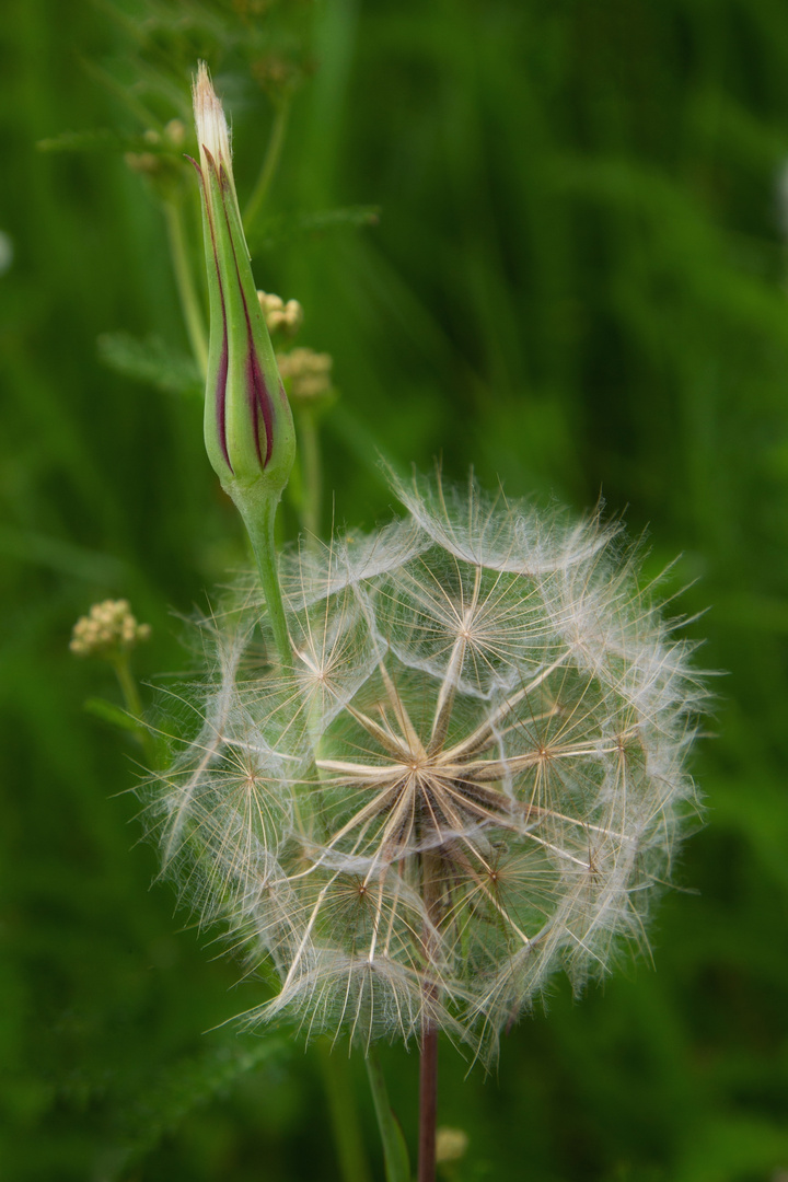 Wiesenbocksbart