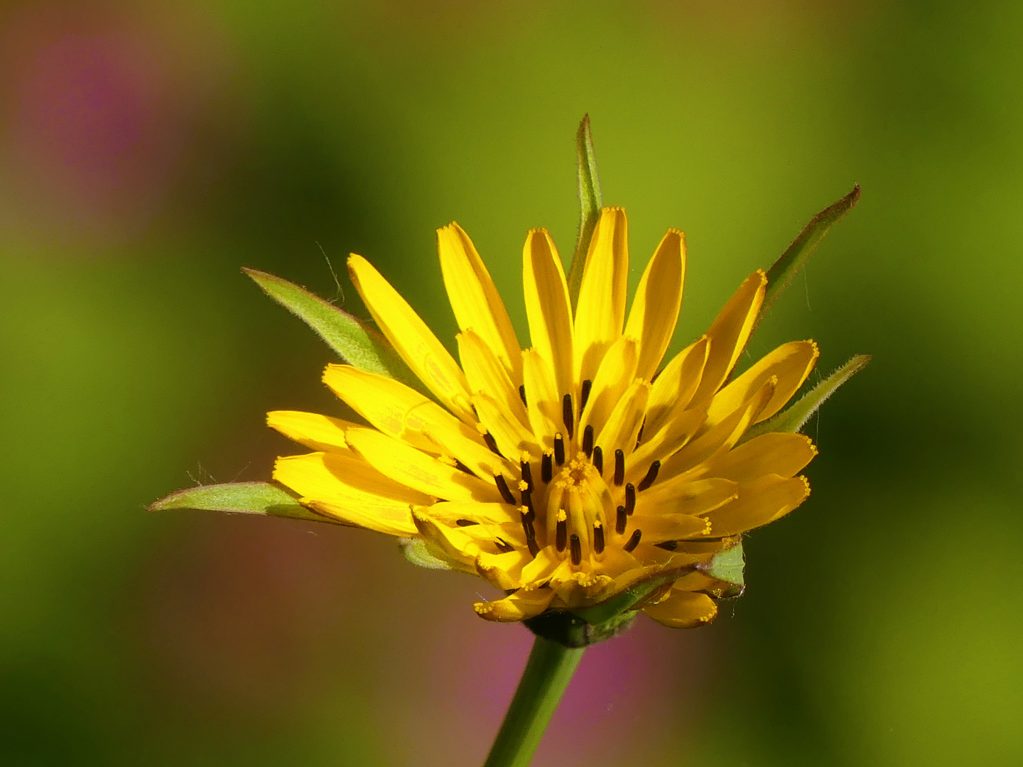 Wiesenbocksbart