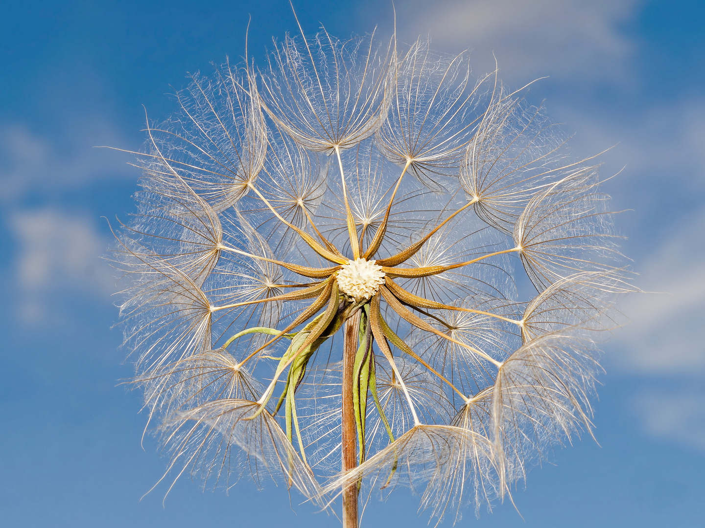 Wiesenbocksbart