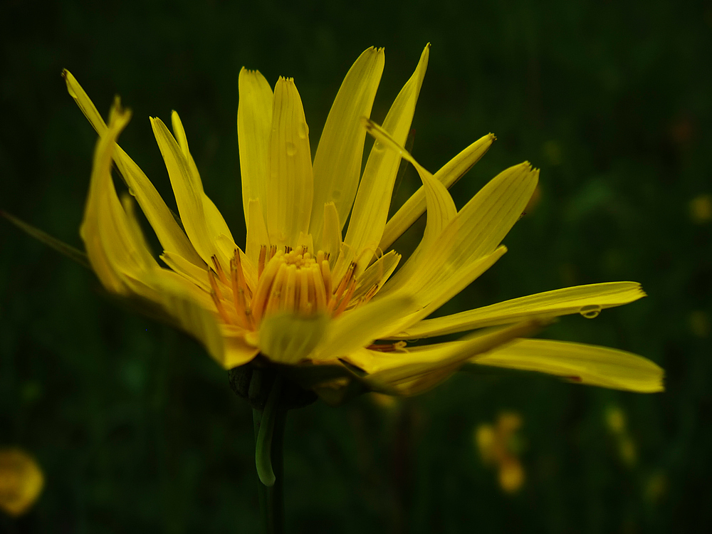 Wiesenbocksbart