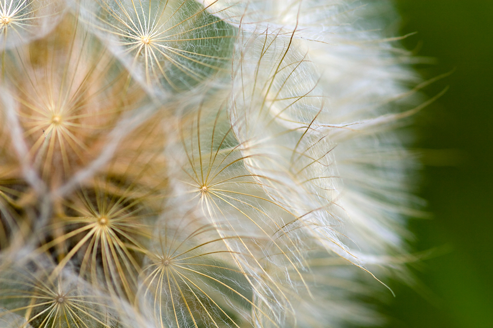 Wiesenbocksbart von RoBo