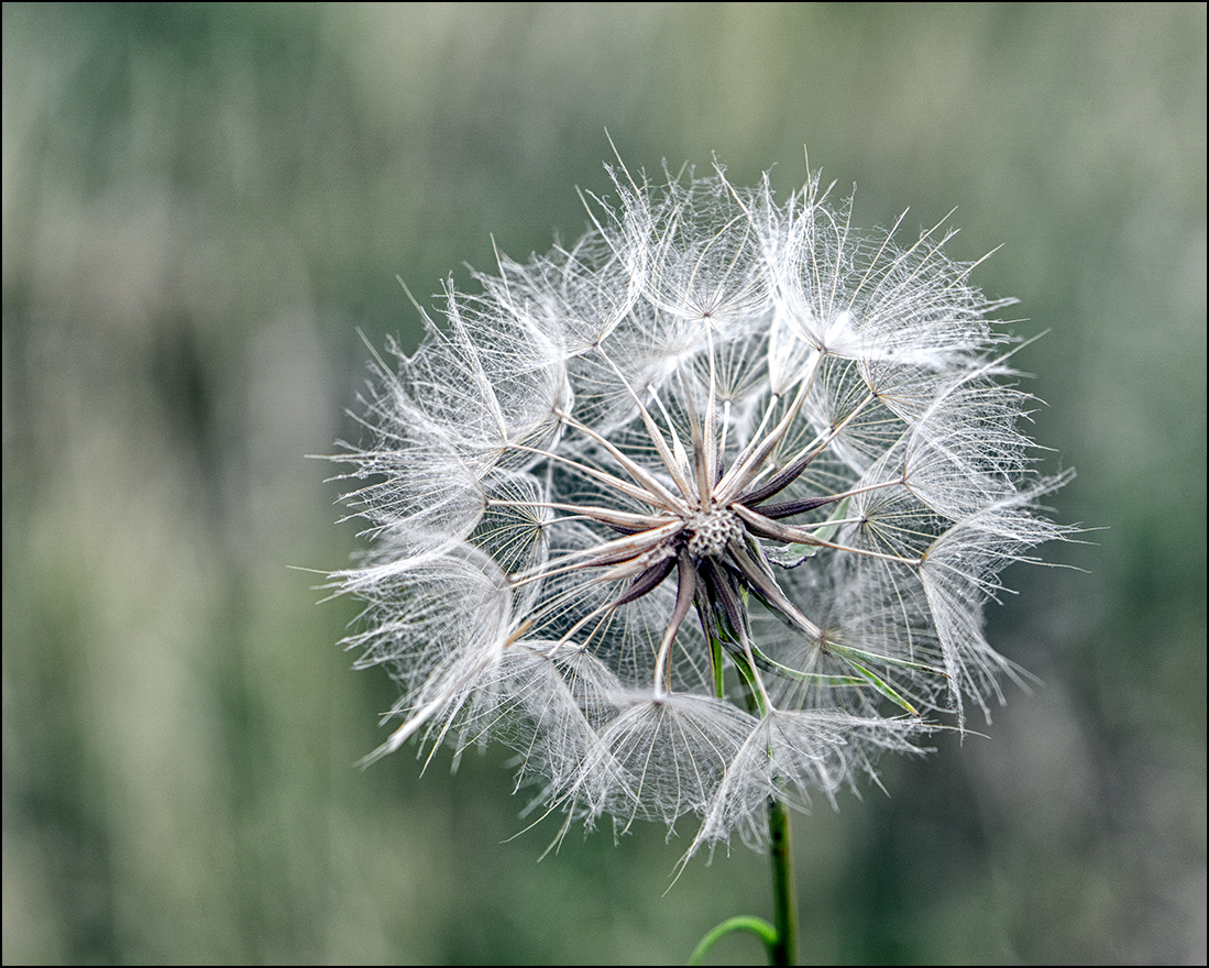 Wiesenbocksbart..