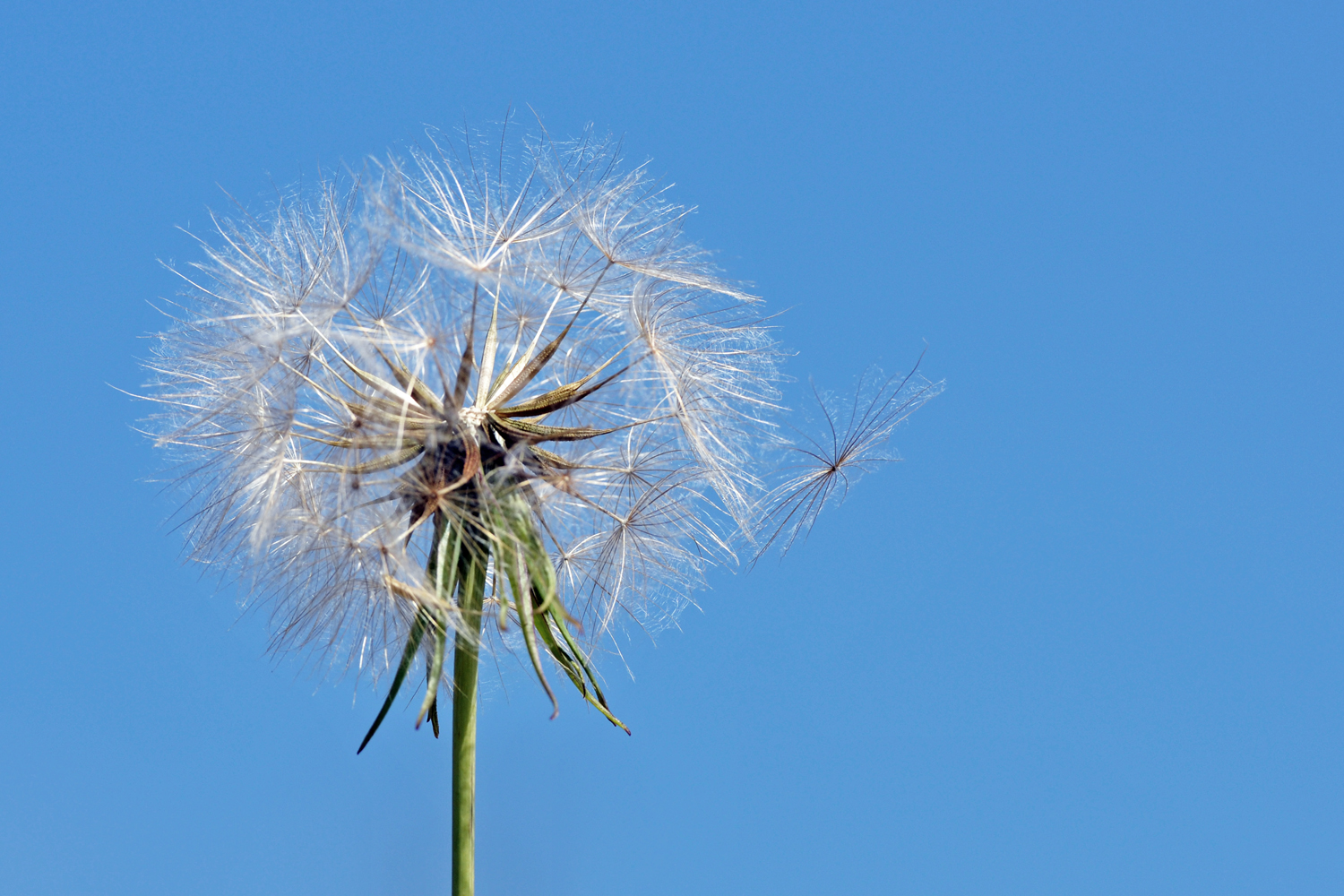 Wiesenbocksbart