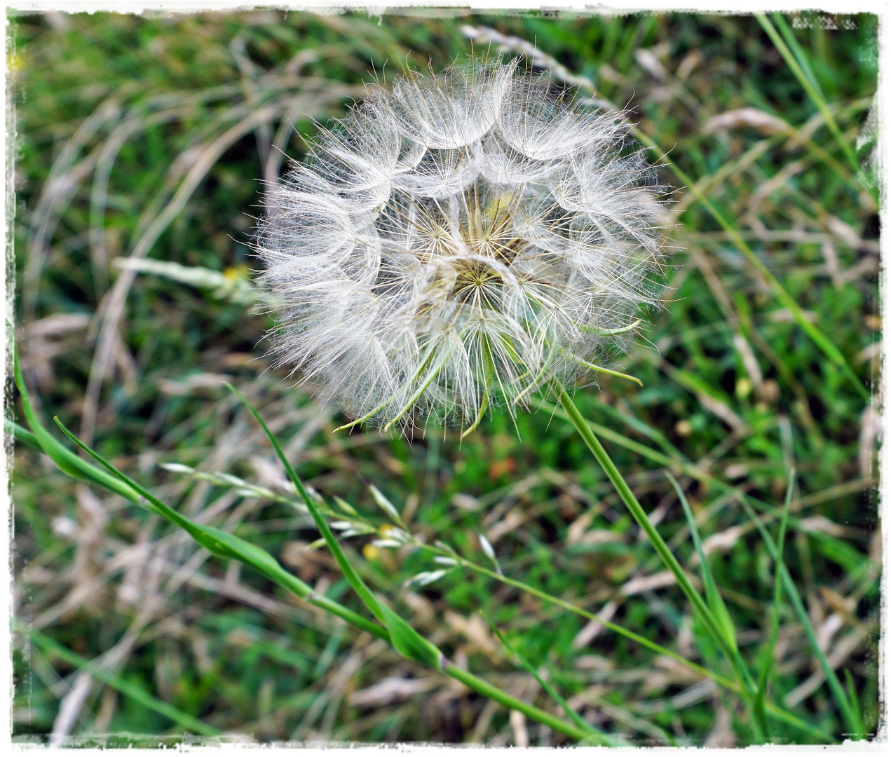 Wiesenbocksbart