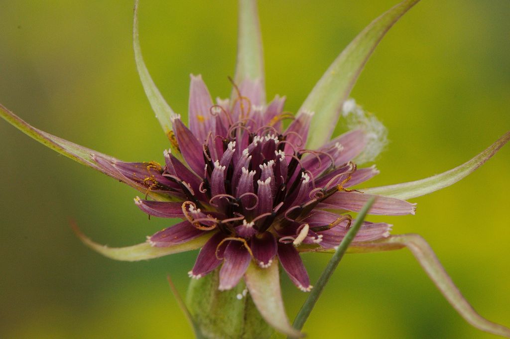 Wiesenbocksbart