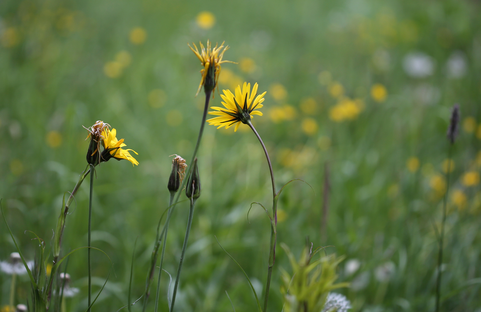 Wiesenbocksbart 