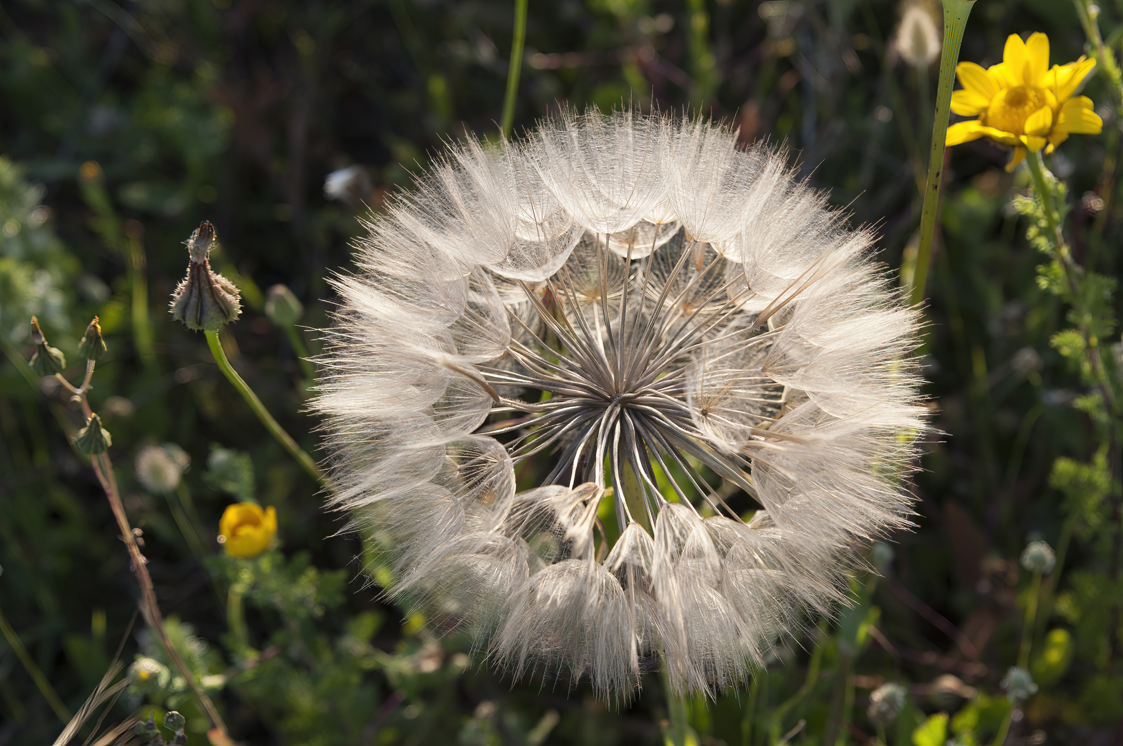 Wiesenbocksbart