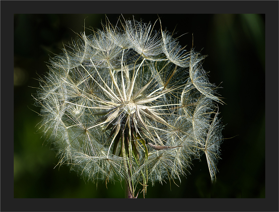 Wiesenbocksbart