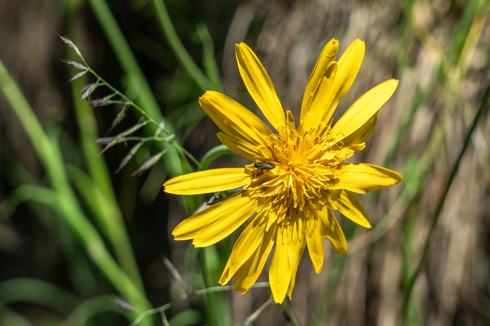 Wiesenbocksbart