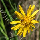 Wiesenbocksbart