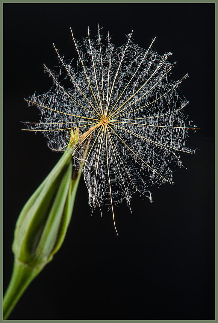 Wiesenbocksbart