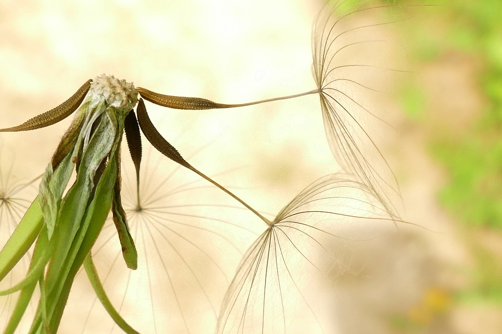 Wiesenbocksbart