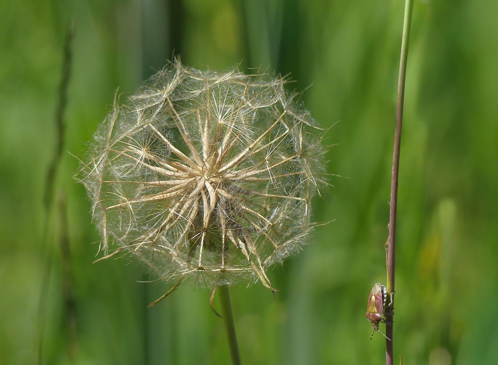 Wiesenbocksbart