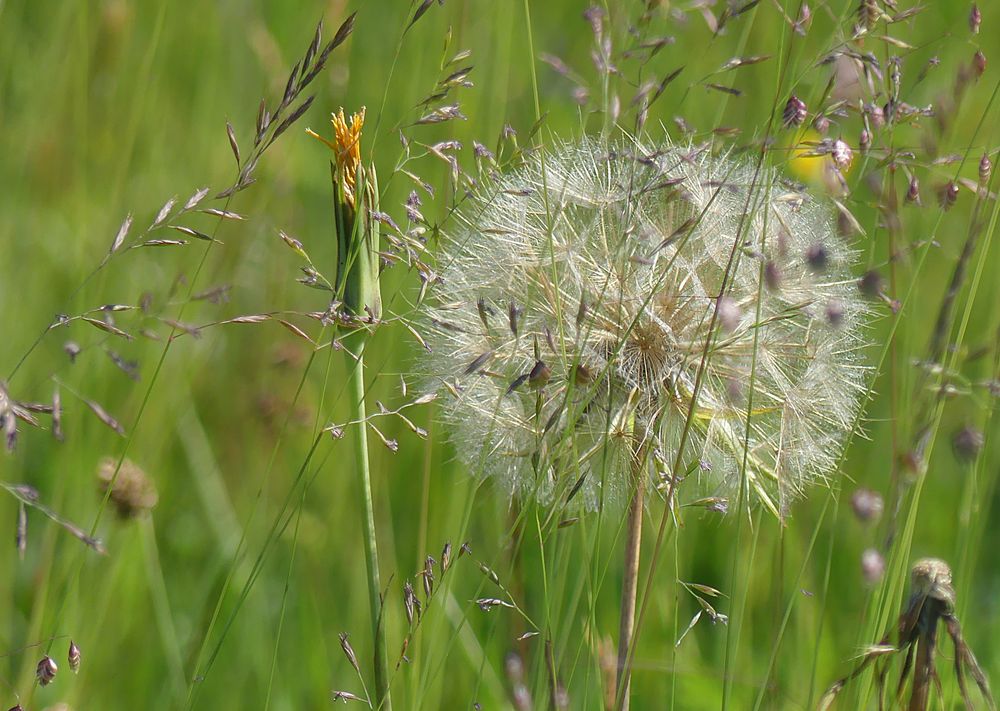 Wiesenbocksbart